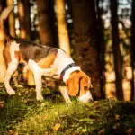 RSCE alerta del grave riesgo de ingesta accidental de setas