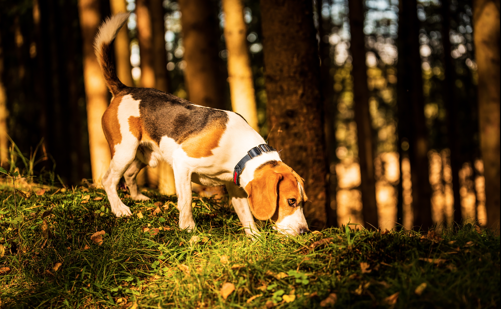 RSCE alerta del grave riesgo de ingesta accidental de setas