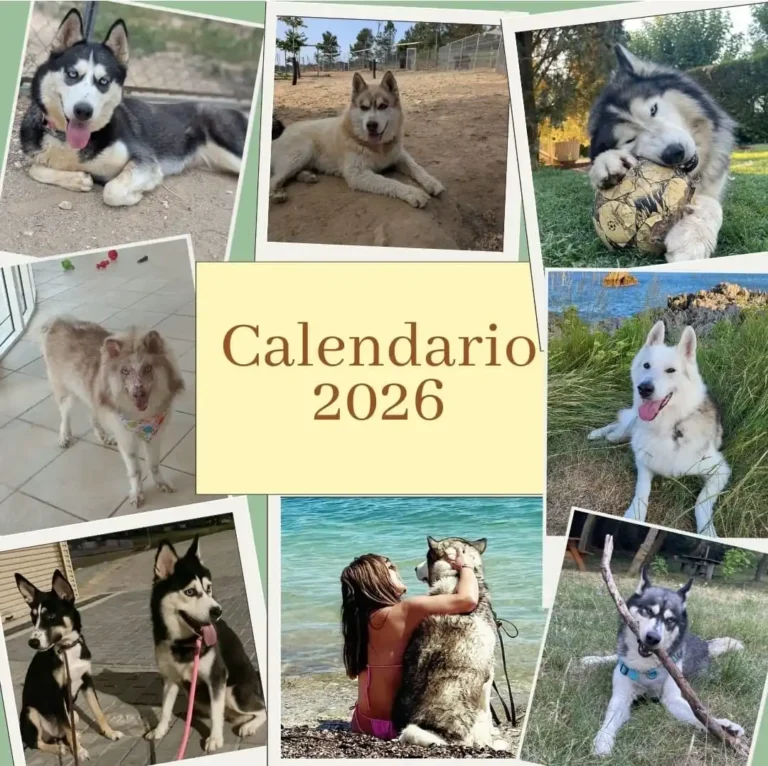 Calendario Solidario Perros Nórdicos