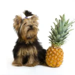Los perros pueden comer piña