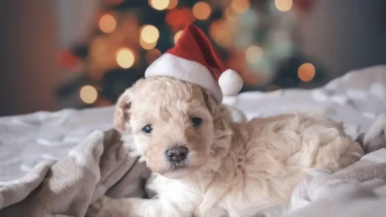 Películas navideñas con perros