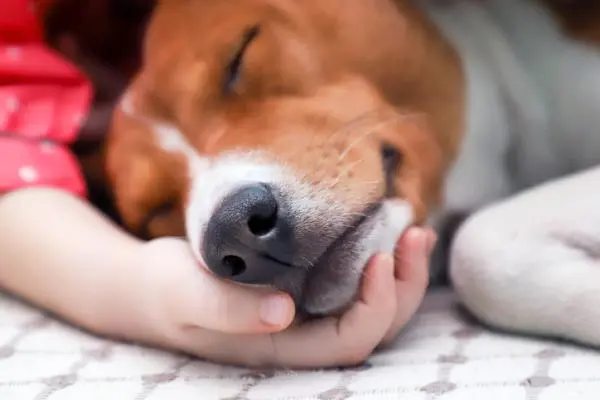 Por qué mi perro duerme pegado a mi