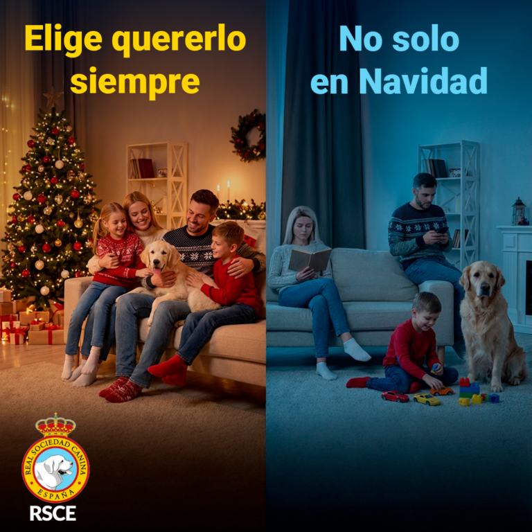 Abandonan tras la navidad