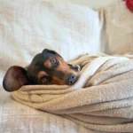 Claves para cuidar a nuestros peludos en plena ola de frío