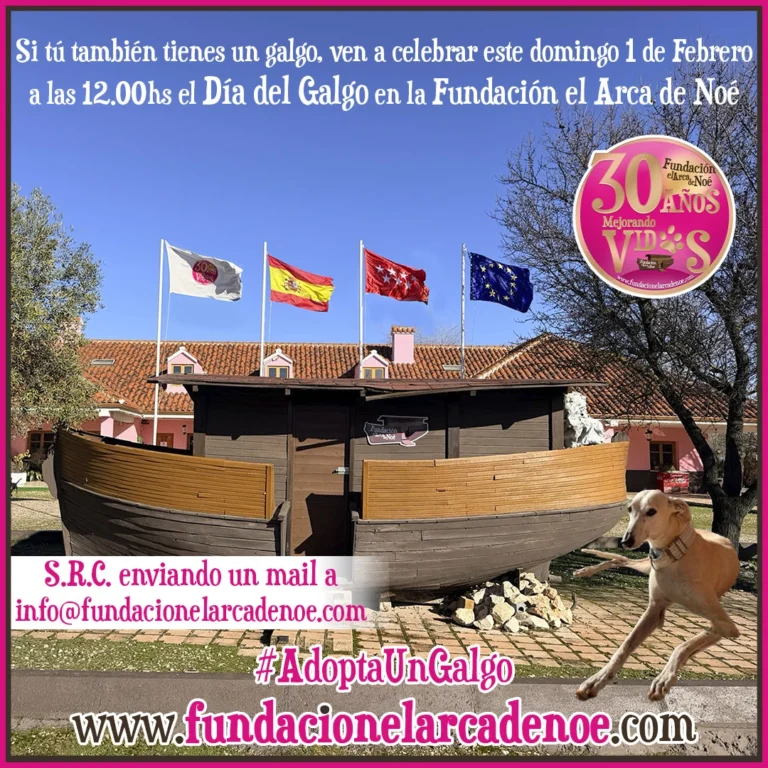 Día del Galgo