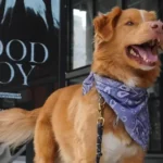 Indy gana el premio ASTRA a Mejor Actor en una película de terror