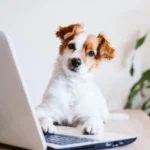 Perro mejor compañero de oficina