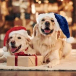 Regalos navideños para perros