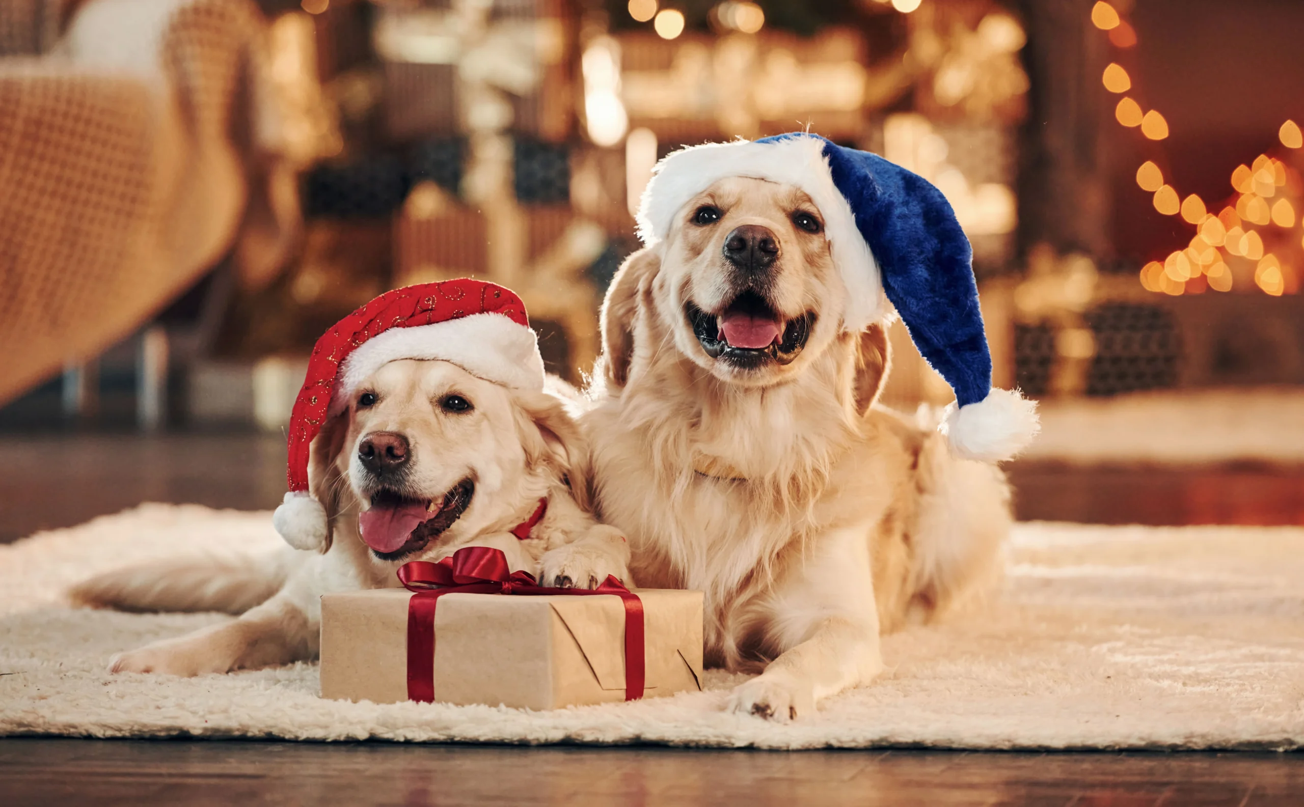 Regalos navideños para perros
