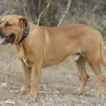 Razas de perro en peligro de desaparición