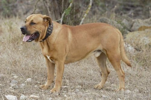 Razas de perro en peligro de desaparición