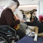 Frida, la perra de terapia que combate la soledad en una residencia de Zaragoza