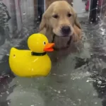Henry, el perro que acude a hidroterapia con su pato de apoyo emocional