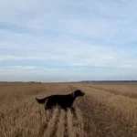 Semana de Primavera de Perros de Muestra