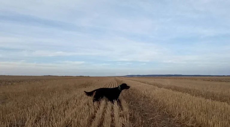 Semana de Primavera de Perros de Muestra