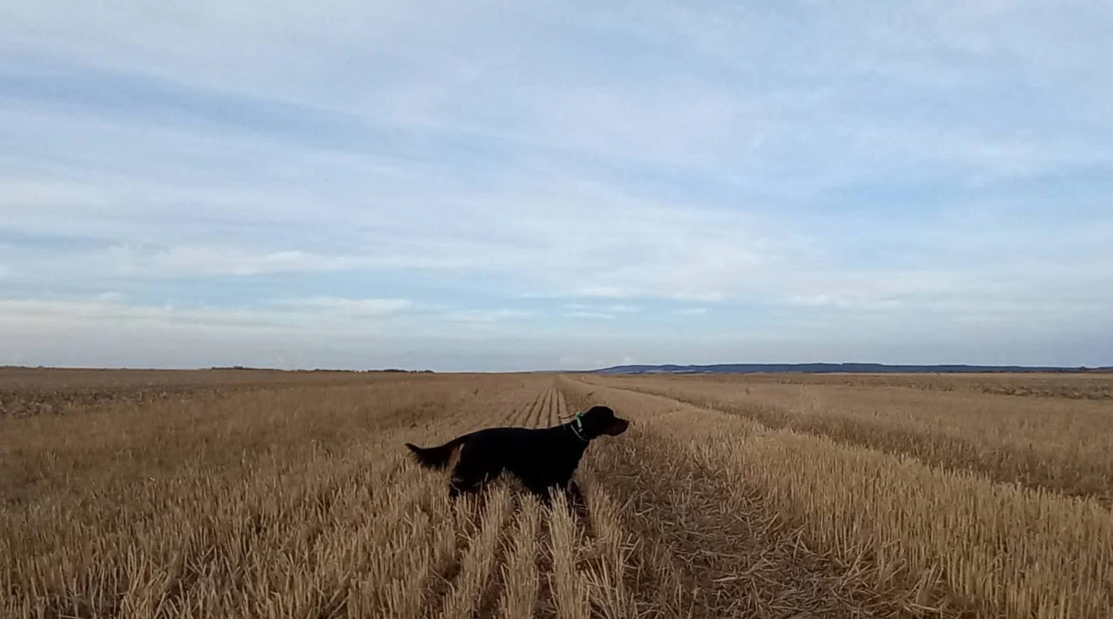 Semana de Primavera de Perros de Muestra