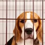 Trump impulsa nuevas medidas federales de protección animal en 2026