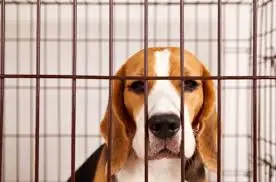 Trump impulsa nuevas medidas federales de protección animal en 2026