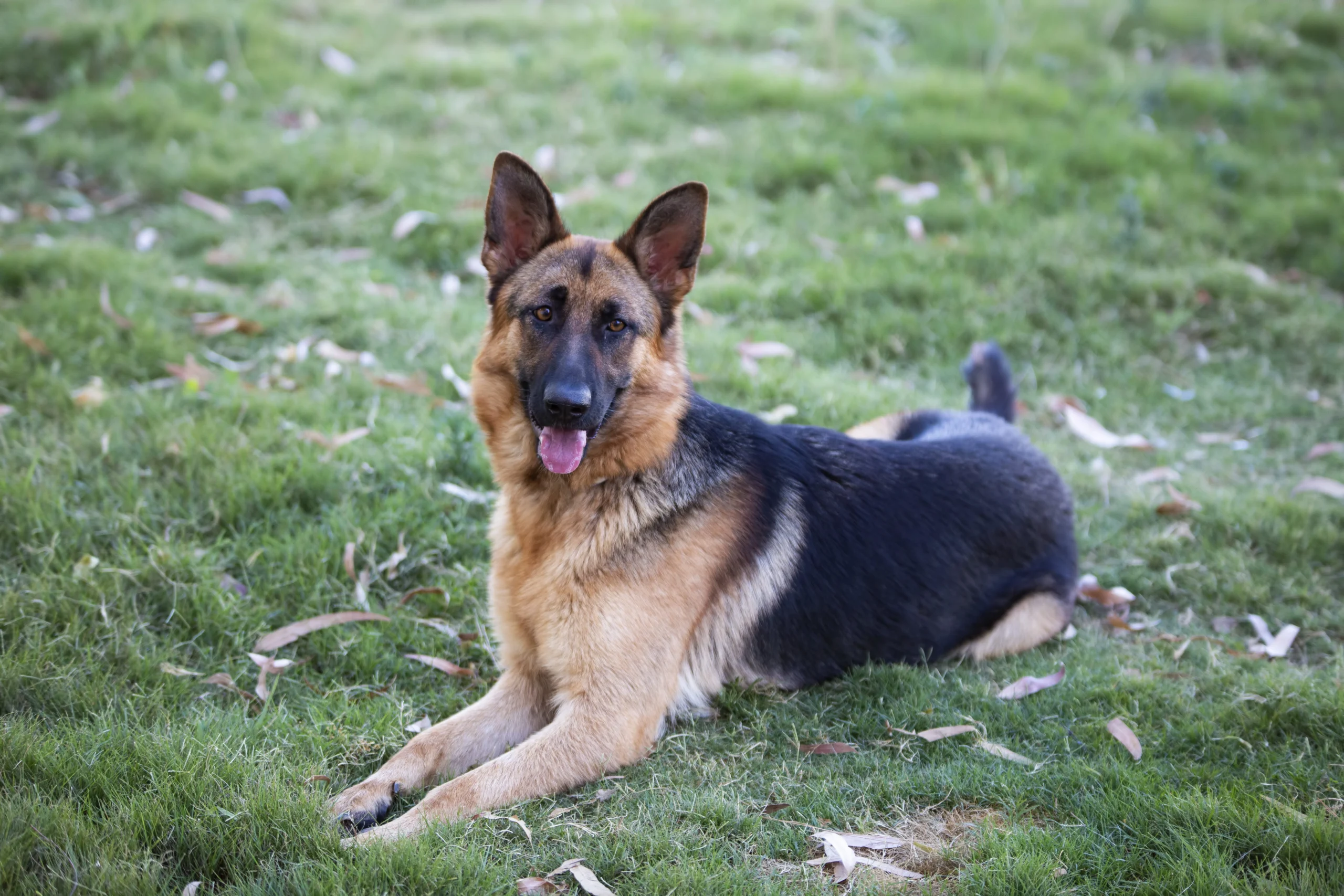 Pastor Alemán descansando sobre el césped, representando la importancia de la cría responsable y la salud canina frente a la epilepsia en perros