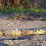 orugas procesionarias