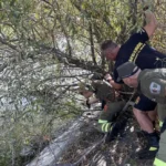 Bomberos de madrid en rescate de animales