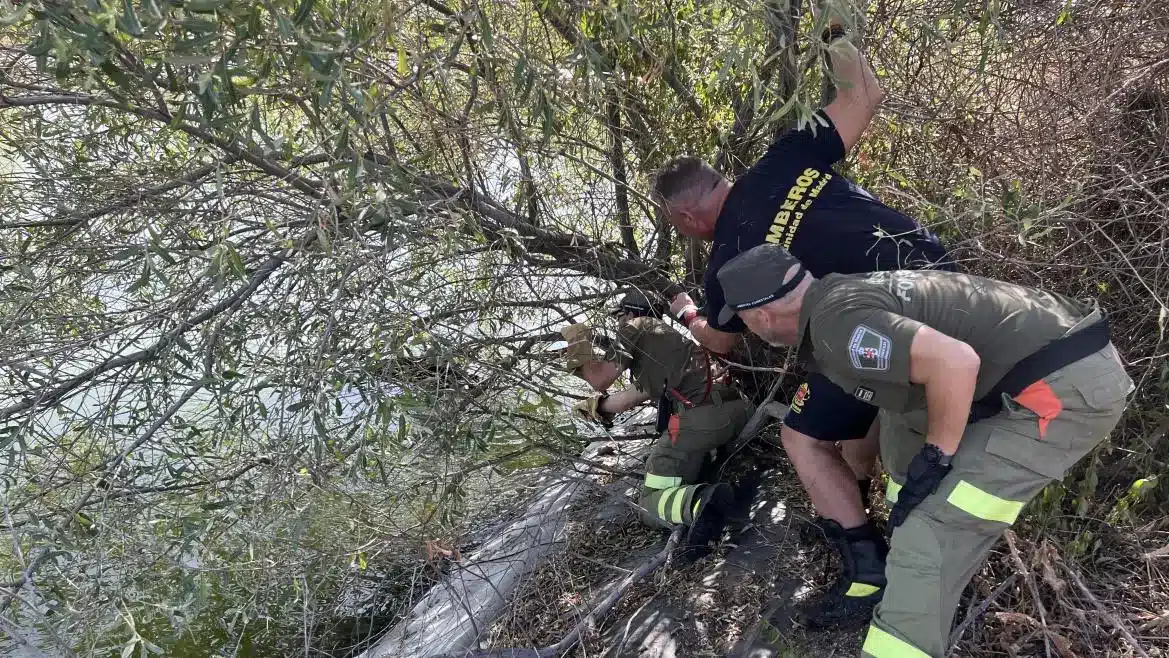 Bomberos de madrid en rescate de animales