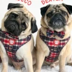 Piggy Dex