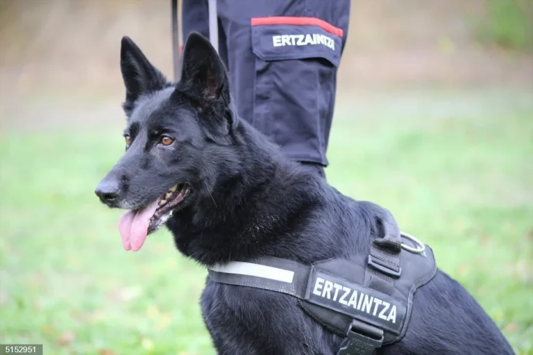 Unidad canina Ertzaintza