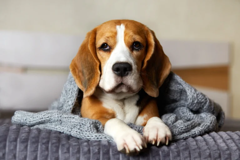 beagle