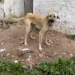 maltrato animal
