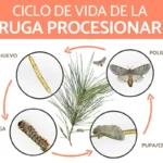 oruga procesionaria