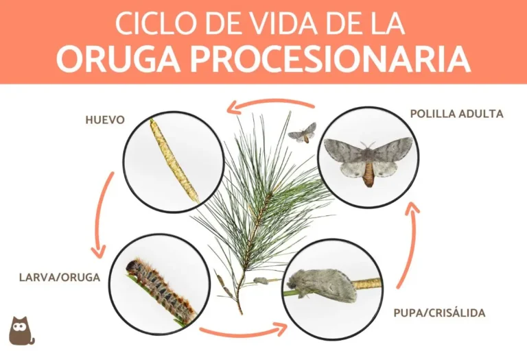 oruga procesionaria