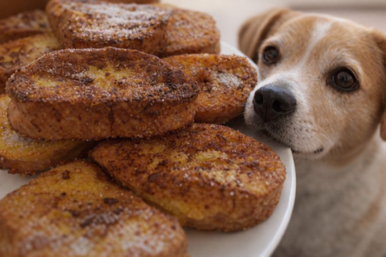 perro comiendo torrijas