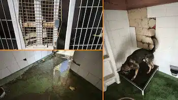 Perreras para los perros del Servicio Cinológico de la Guardia Civil en Barajas.