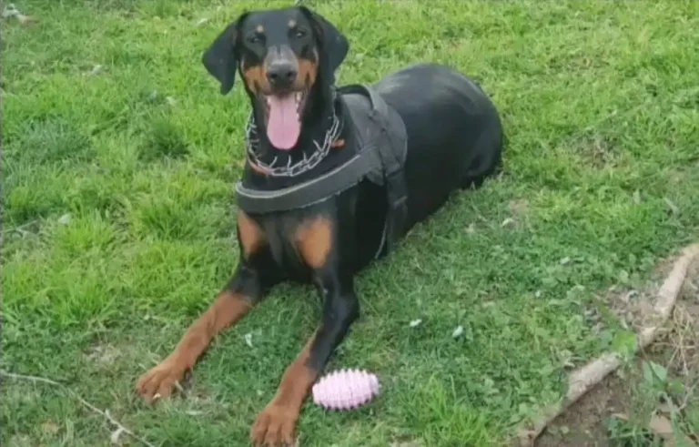 Isis perra dóberman