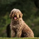 Perro de aguas