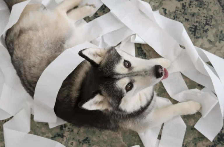Perro con estrés emocional