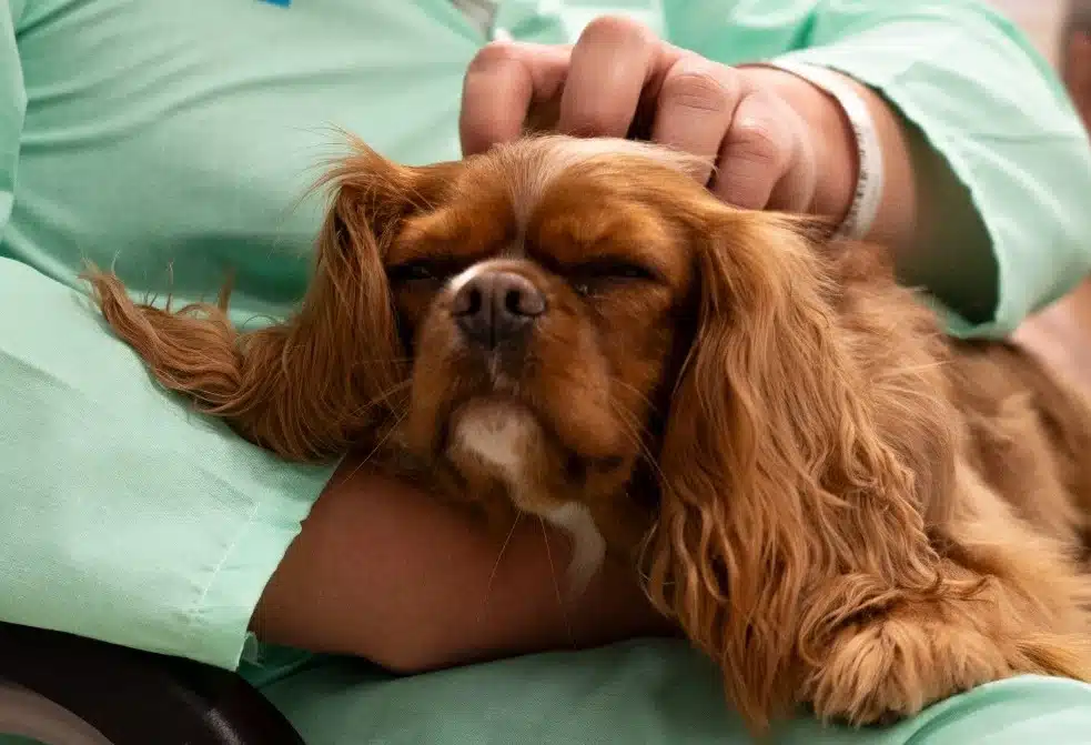 Purina, CTAC y el Hospital de Bellvitge se asocian para integrar terapias asistidas con animales