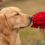Rosa Solidaria San Jordi 2026