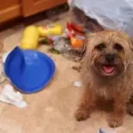 síndrome de pica en perros