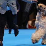 2000 perros de raza