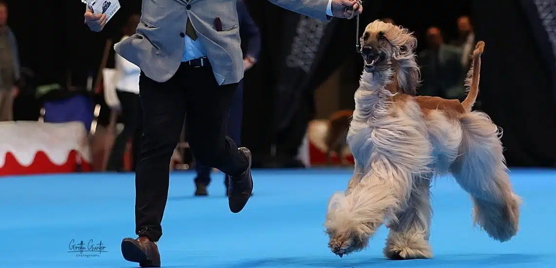 2.000 perros de 300 razas convierten a Valladolid en la gran capital canina de Europa