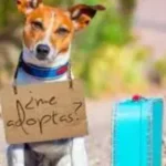 San Bartolomé lanza una nueva web de adopción animal