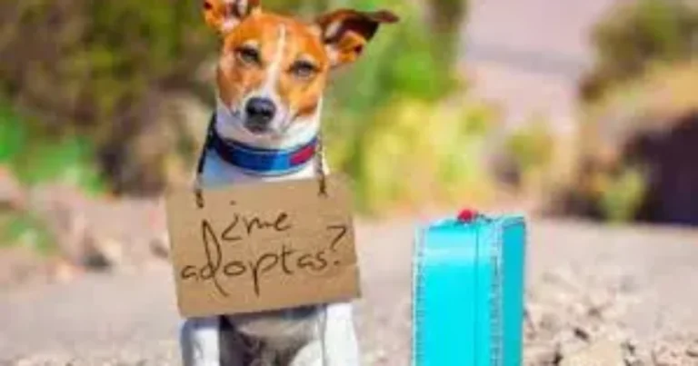 San Bartolomé lanza una nueva web de adopción animal