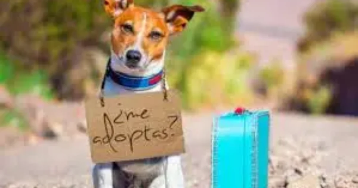 San Bartolomé lanza una nueva web de adopción animal