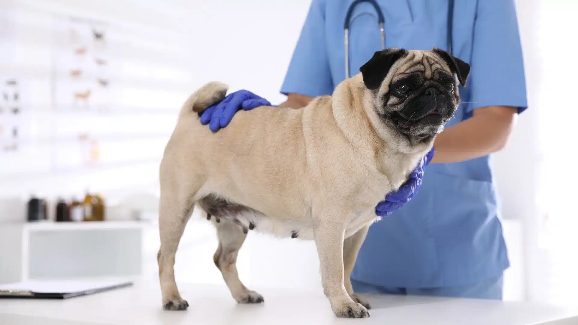 La exposición canina internacional de mayo evaluará la salud respiratoria de ciertas razas mediante la prueba BREATH