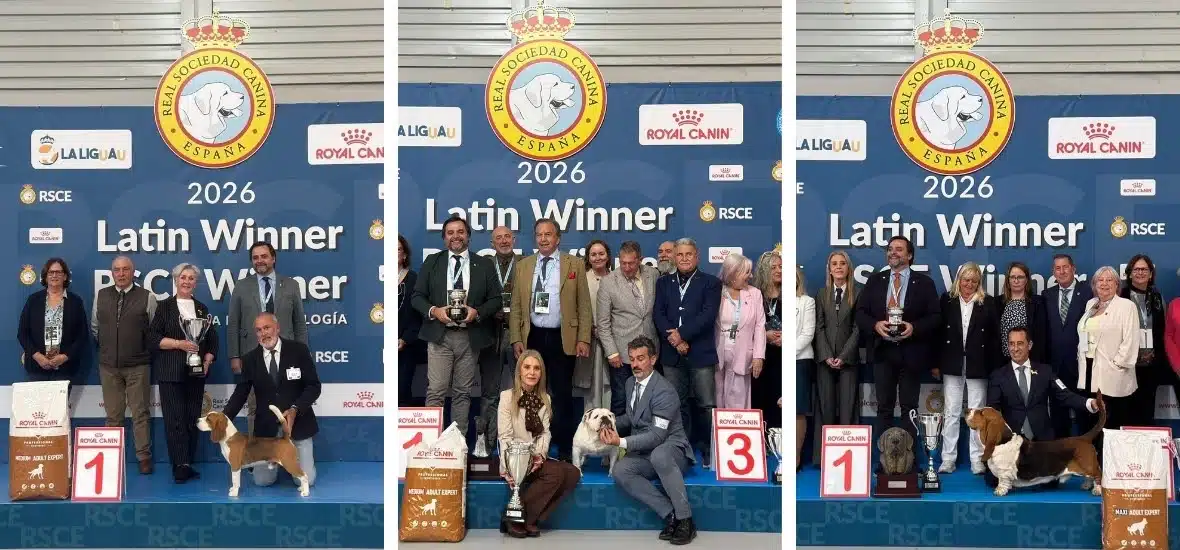 Bulldog Inglés y Basset Hound se coronan como los campeones de las Exposiciones Caninas 2026