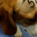 Perro del caso Vivotecnia