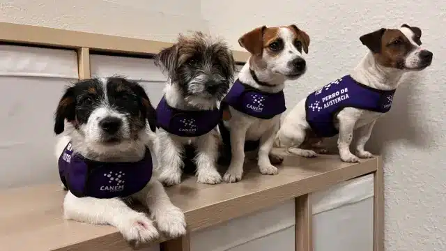 Perros de alerta médica