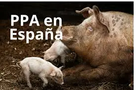 La peste porcina y los perros